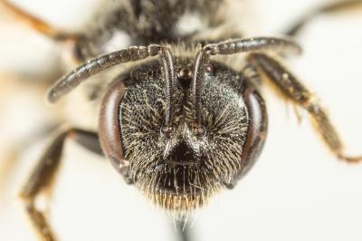  Lasioglossum marginatum (Brullé, 1832)