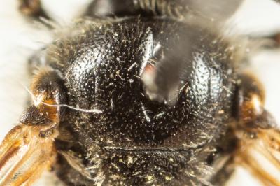  Lasioglossum marginatum (Brullé, 1832)