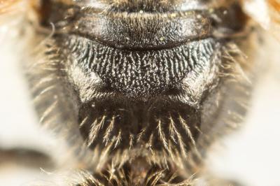  Lasioglossum marginatum (Brullé, 1832)