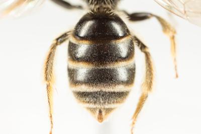  Lasioglossum marginatum (Brullé, 1832)