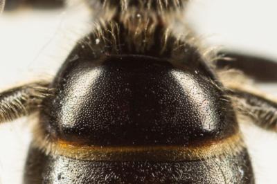  Lasioglossum marginatum (Brullé, 1832)