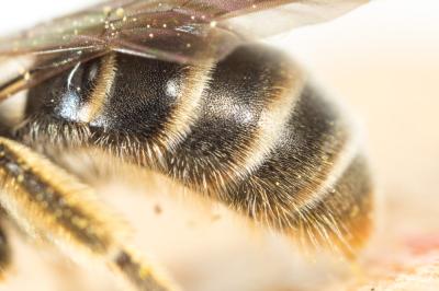  Lasioglossum marginatum (Brullé, 1832)
