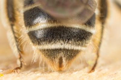  Lasioglossum marginatum (Brullé, 1832)