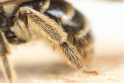  Lasioglossum marginatum (Brullé, 1832)