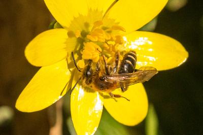  Andrena dorsata (Kirby, 1802)