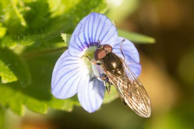  Melanostoma mellinum (Linnaeus, 1758)