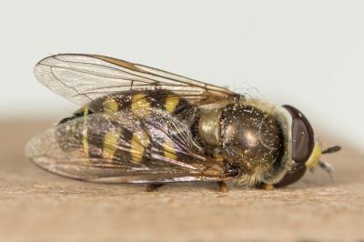  Eupeodes corollae (Fabricius, 1794)