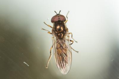  Melanostoma mellinum (Linnaeus, 1758)