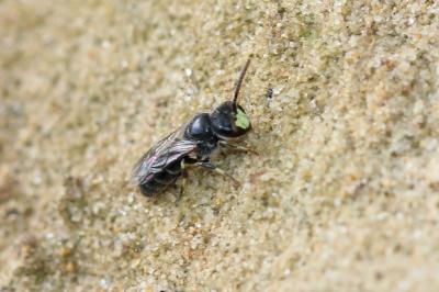  Hylaeus Fabricius, 1793