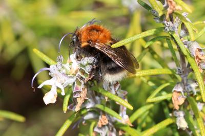 Bourdon des arbres Bombus hypnorum (Linnaeus, 1758)