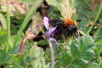  Andrena thoracica (Fabricius, 1775)