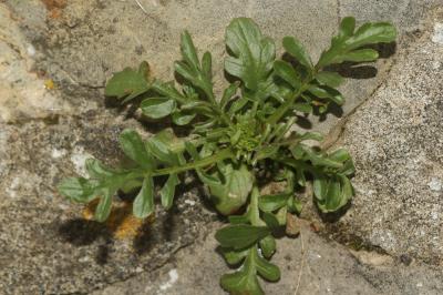 Centranthe chausse-trappe, Centranthe Chausse-trap Centranthus calcitrapae (L.) Dufr., 1811