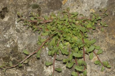Campanule érinus, Campanule à petites fleurs Campanula erinus L., 1753