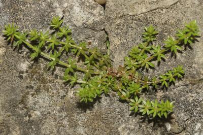 Gaillet des murs Galium murale (L.) All., 1785