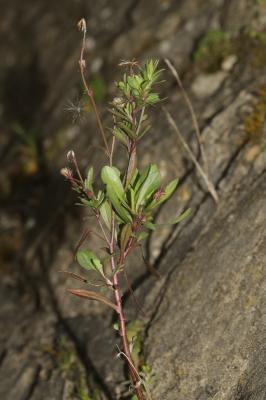 Vergerette de Karvinski Erigeron karvinskianus DC., 1836