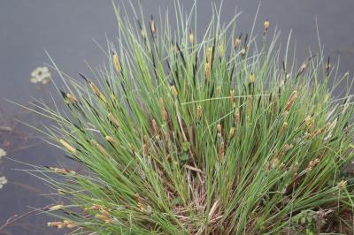 Laîche raide, Laîche élevée Carex elata All., 1785