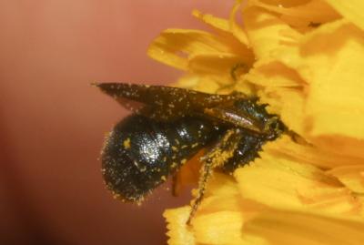 Cératine bleutée Ceratina cyanea (Kirby, 1802)