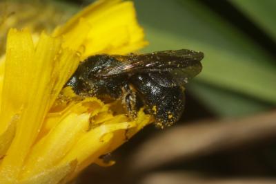 Cératine bleutée Ceratina cyanea (Kirby, 1802)