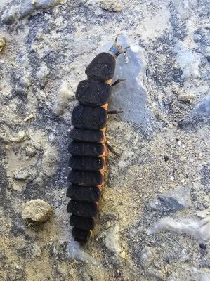 Ver luisant, Lampyre Lampyris noctiluca (Linnaeus, 1758)