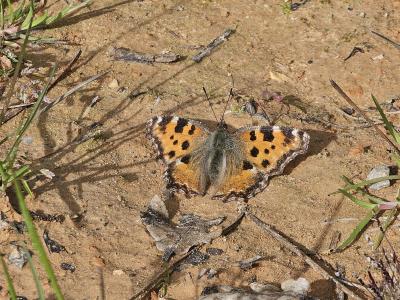 Grande Tortue (La), Vanesse de l'Orme (La), Grand- Nymphalis polychloros (Linnaeus, 1758)
