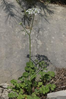 Tordyle des Pouilles Tordylium apulum L., 1753