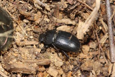 Ténébrion abrégé Phylan abbreviatus (Olivier, 1795)