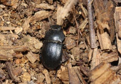 Ténébrion abrégé Phylan abbreviatus (Olivier, 1795)