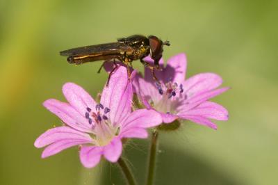  Melanostoma mellinum (Linnaeus, 1758)