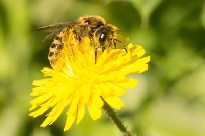  Halictus scabiosae (Rossi, 1790)