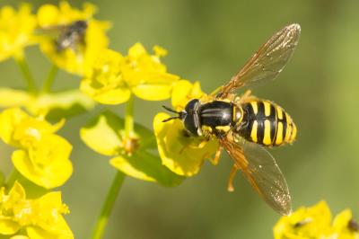  Chrysotoxum cautum (Harris, 1776)