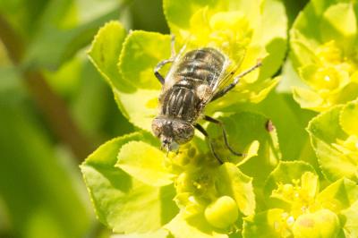  Eristalinus sepulchralis (Linnaeus, 1758)