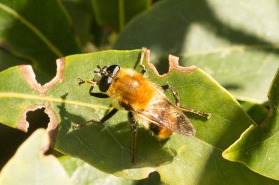  Criorhina floccosa (Meigen, 1822)