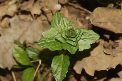 Bugle rampante, Consyre moyenne Ajuga reptans L., 1753