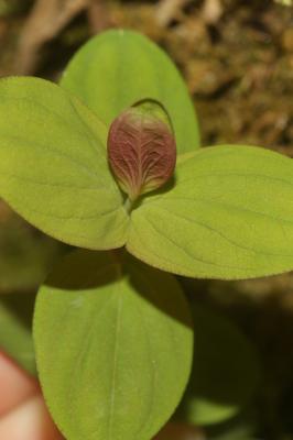Millepertuis des montagnes Hypericum montanum L., 1755