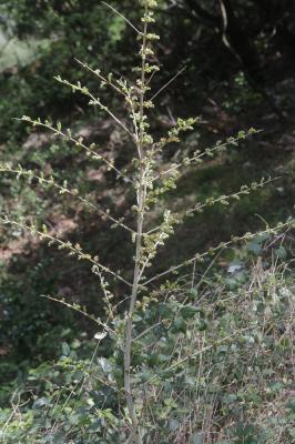 Corroyère à feuilles de myrte, Redoul, Herbe-aux-t Coriaria myrtifolia L., 1753