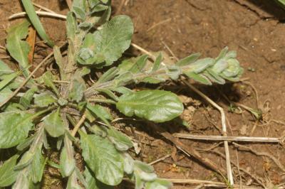 Passerage hérissée Lepidium hirtum (L.) Sm., 1818