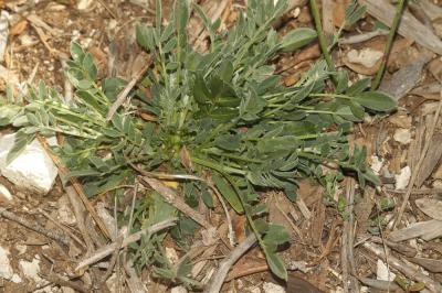 Anthyllide vulnéraire, Trèfle des sables Anthyllis vulneraria L., 1753