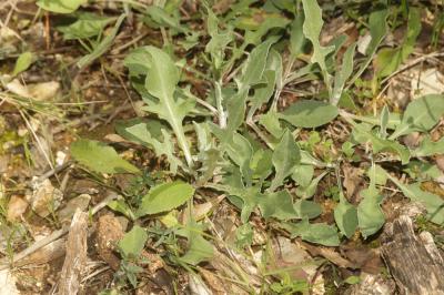 Centaurée pectinée Centaurea pectinata L., 1763