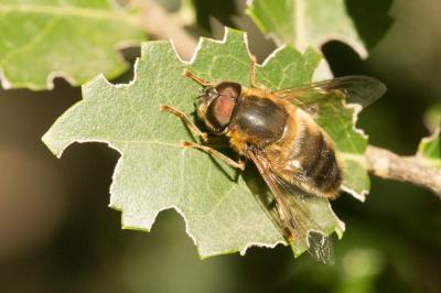  Eristalis pertinax (Scopoli, 1763)