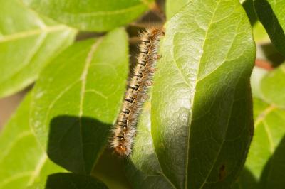 Bombyx du Chêne (Le), Minime à bandes jaunes (Le) Lasiocampa quercus (Linnaeus, 1758)
