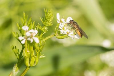  Melanostoma mellinum (Linnaeus, 1758)