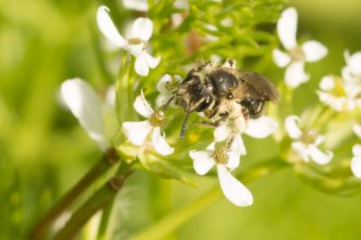  Andrena Fabricius, 1775