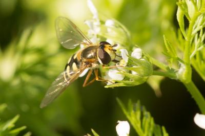  Eupeodes corollae (Fabricius, 1794)
