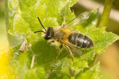  Andrena ferrugineicrus Dours, 1872