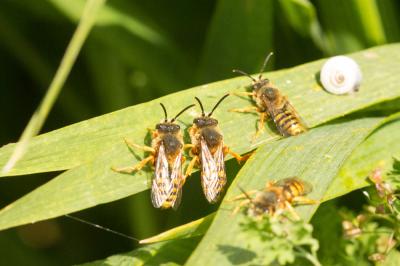  Nomada agrestis Fabricius, 1787