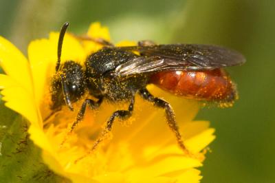  Sphecodes ruficrus (Erichson, 1835)