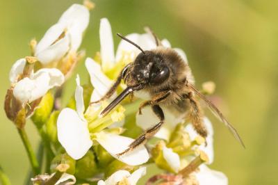 Eucère à labre noir Eucera nigrilabris Lepeletier, 1841