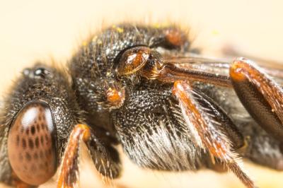  Nomada serricornis Pérez, 1884