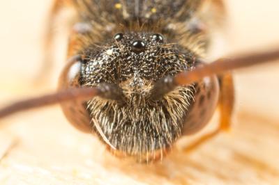 Nomada serricornis Pérez, 1884