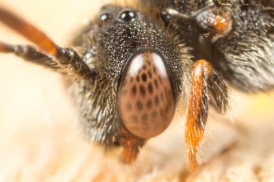  Nomada serricornis Pérez, 1884